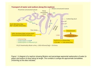 Figure 1. A diagram of a nephron showing filtration and percentage segmental reabsorption of water (in
green) and sodium (in blue) along its length. The numbers in orange are approximate osmolalities
(mOsm/kg) at the sites indicated.
 