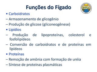 Funções do Fígado
• Carboidratos
– Armazenamento de glicogênio
– Produção de glicose (gliconeogênese)
• Lipídios
– Produção de lipoproteínas, colesterol e
fosfolipídeos
– Conversão de carboidratos e de proteínas em
lipídeos
• Proteínas
– Remoção de amônia com formação de uréia
– Síntese de proteínas plasmáticas
 