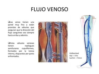 FLUJO VENOSO
Las venas tienen una
pared muy fina y están
provistas de válvulas que
aseguran que la dirección del
flujo sanguíneo sea siempre
hacia arriba y adentro.
Estas válvulas venosas
tienen repliegues
semilunares cupuliformes,
formados por la túnica
interna, dispuestos por pares
enfrentados.
 