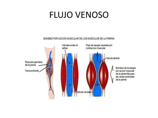 FLUJO VENOSO
 