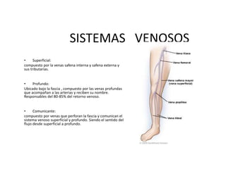 SISTEMAS VENOSOS
• Superficial:
compuesto por la venas safena interna y safena externa y
sus tributarias.
• Profundo:
Ubicado bajo la fascia , compuesto por las venas profundas
que acompañan a las arterias y reciben su nombre.
Responsables del 80-85% del retorno venoso.
• Comunicante:
compuesto por venas que perforan la fascia y comunican el
sistema venoso superficial y profundo. Siendo el sentido del
flujo desde superficial a profundo.
 