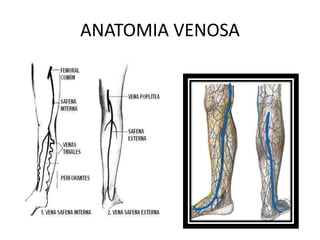 ANATOMIA VENOSA
 