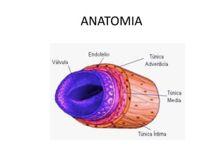 ANATOMIA
 