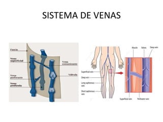 SISTEMA DE VENAS
 