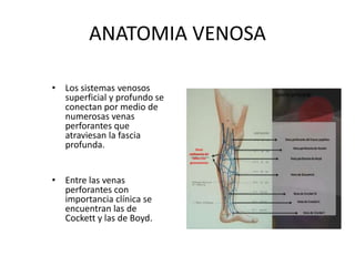 ANATOMIA VENOSA
• Los sistemas venosos
superficial y profundo se
conectan por medio de
numerosas venas
perforantes que
atraviesan la fascia
profunda.
• Entre las venas
perforantes con
importancia clínica se
encuentran las de
Cockett y las de Boyd.
 