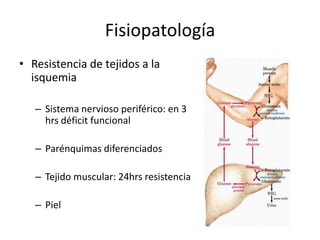 Fisiopatología Resistencia de tejidos a la isquemiaSistema nervioso periférico: en 3 hrs déficit funcionalParénquimas diferenciadosTejido muscular: 24hrs resistenciaPiel 