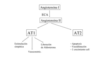 Angiotensina I
ECA
Angiotensina II

AT1
Estimulación
simpática

AT2
Liberación
de Aldosterona

Vasoconstric.

- Apoptosis
- Vasodilatación
- ↓ crecimiento cell

 