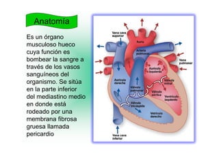 Anatomía
Es un órgano
musculoso hueco
cuya función es
bombear la sangre a
través de los vasos
sanguíneos del
    g
organismo. Se sitúa
en la parte inferior
del
d l mediastino medio
       di ti         di
en donde está
rodeado por una
membrana fibrosa
g
gruesa llamada
pericardio
 