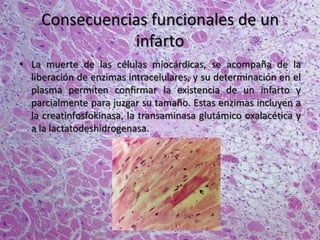 Consecuencias funcionales de un
infarto
• La muerte de las células miocárdicas, se acompaña de la
liberación de enzimas intracelulares, y su determinación en el
plasma permiten confirmar la existencia de un infarto y
parcialmente para juzgar su tamaño. Estas enzimas incluyen a
la creatinfosfokinasa, la transaminasa glutámico oxalacética y
a la lactatodeshidrogenasa.
 