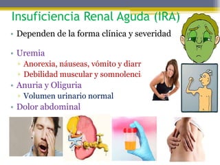 Insuficiencia Renal Aguda (IRA)
• Dependen de la forma clínica y severidad
• Uremia
▫ Anorexia, náuseas, vómito y diarrea
▫ Debilidad muscular y somnolencia
• Anuria y Oliguria
▫ Volumen urinario normal
• Dolor abdominal
 