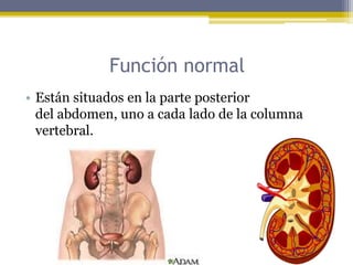 Función normal
• Están situados en la parte posterior
del abdomen, uno a cada lado de la columna
vertebral.
 