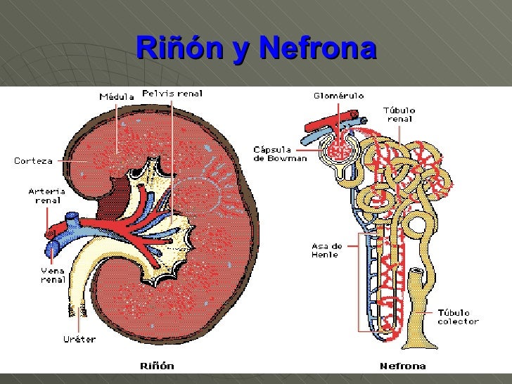 Insuficiencia Renal Aguda Insuficiencia Renal Aguda