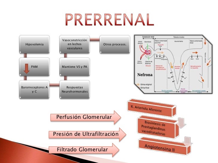 Insuficiencia renal aguda (ira) Insuficiencia renal aguda (ira)