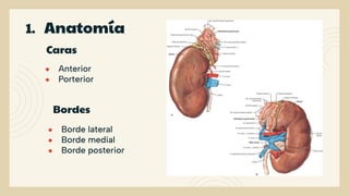 Insuficiencia renal aguda y crónica.pdf