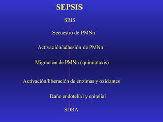 SEPSIS SRIS Secuestro de PMNn Activación/adhesión de PMNn Migración de PMNn (quimiotaxis) Activación/liberación de enzimas y oxidantes Daño endotelial y epitelial SDRA 