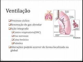 Ventilação
Processo cíclico
Renovação do gas alveolar
Ação integrada
Centro respiratório(SNC)
Vias nervosas
Caixa torácica
Pulmões
Alterações podem ocorrer de forma localizada ou
global
 