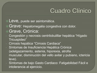  Leve, puede ser asintomática.
 Grave: Hepatomegalia congestiva con dolor.
 Grave,      Crónica:
•   Congestión y necrosis centrilobulillar hepática “Hígado
    Tricuspideo”
•   Cirrosis hepática “Cirrosis Cardiaca”
•   Síntomas de Insuficiencia Hepática Crónica
    (adelgazamiento, astenia, hiporexia, atrofia
    muscular, disminución del vello axilar y pubiano, ictericia
    leve).
•   Síntomas de bajo Gasto Cardiaco: Fatigabilidad Fácil e
    intolerancia al ejercicio.
 
