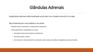 Glândulas Adrenais
As glândulas adrenais estão localizadas acima dos rins e medem cerca de 5 cm cada.
São compostas por uma medula e um córtex:
• Medula (central): adrenalina, noradrenalina e dopamina
• Córtex (periférico): subdividido em 3 zonas
 Zona glomerulosa (mais externa): aldosterona
 Zona fasciculada: cortisol
 Zona reticular: desenvolvimento na vida pós-natal, produz esteroides androgênicos e glicocorticoides
 
