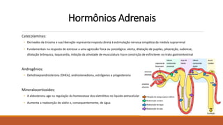Hormônios Adrenais
Catecolaminas:
• Derivados da tirosina e sua liberação representa resposta direta à estimulação nervosa simpática da medula suprarrenal
• Fundamentais na resposta de estresse a uma agressão física ou psicológica: alerta, dilatação de pupilas, piloereção, sudorese,
dilatação brônquica, taquicardia, inibição da atividade de musculatura lisa e constrição de esfíncteres no trato gastrointestinal
Androgênios:
• Dehidroepiandrosterona (DHEA), androstenediona, estrógenos e progesterona
Mineralocorticoides:
• A aldosterona age na regulação da homeostase dos eletrólitos no líquido extracelular
• Aumenta a reabsorção de sódio e, consequentemente, de água
 