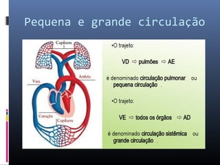 Pequena e grande circulação
 