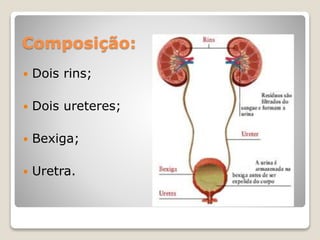 Composição: 
 Dois rins; 
 Dois ureteres; 
 Bexiga; 
 Uretra. 
 