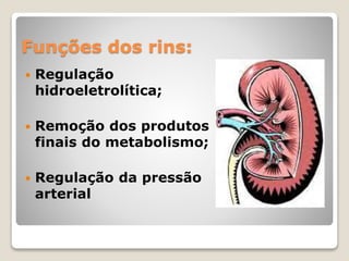 Funções dos rins: 
 Regulação 
hidroeletrolítica; 
 Remoção dos produtos 
finais do metabolismo; 
 Regulação da pressão 
arterial 
 