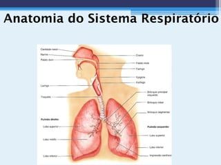 Anatomia do Sistema Respiratório
 