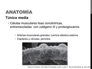 ANATOMÍA
Túnica media
• Células musculares lisas concéntricas,
entremezcladas con colágeno III y proteoglucanos
• Arterias musculares grandes: Lamina elástica externa
• Capilares y vénulas: pericitos

Sistema circulatorio, Texto Atlas de Histologia, Gartner, Leslie P., 2da ed. McGrawHill, pp 244 y 252

 