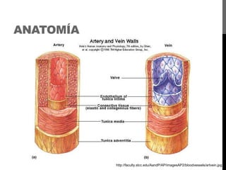 ANATOMÍA

http://faculty.stcc.edu/AandP/AP/imagesAP2/bloodvessels/artvein.jpg

 