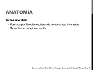ANATOMÍA
Túnica adventicia

• Formada por fibroblastos, fibras de colágeno tipo I y elastina
• Se continua con tejido conectivo

Sistema circulatorio, Texto Atlas de Histologia, Gartner, Leslie P., 2da ed. McGrawHill, pp 244

 