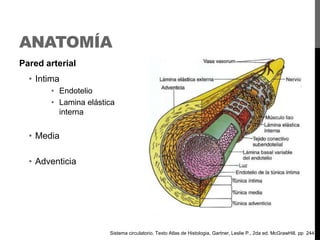 ANATOMÍA
Pared arterial
• Intima
• Endotelio
• Lamina elástica
interna

• Media
• Adventicia

Sistema circulatorio, Texto Atlas de Histologia, Gartner, Leslie P., 2da ed. McGrawHill, pp 244

 