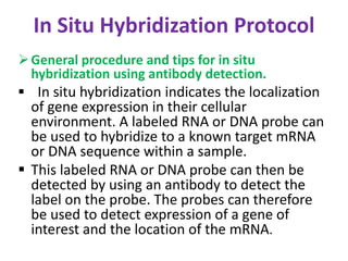 In Situ Hybridization Protocol 
General procedure and tips for in situ 
hybridization using antibody detection. 
 In situ hybridization indicates the localization 
of gene expression in their cellular 
environment. A labeled RNA or DNA probe can 
be used to hybridize to a known target mRNA 
or DNA sequence within a sample. 
 This labeled RNA or DNA probe can then be 
detected by using an antibody to detect the 
label on the probe. The probes can therefore 
be used to detect expression of a gene of 
interest and the location of the mRNA. 
 