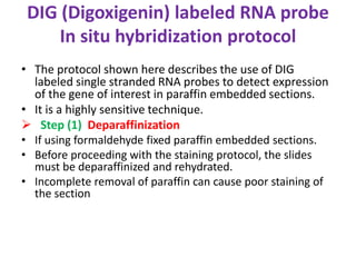 DIG (Digoxigenin) labeled RNA probe 
In situ hybridization protocol 
• The protocol shown here describes the use of DIG 
labeled single stranded RNA probes to detect expression 
of the gene of interest in paraffin embedded sections. 
• It is a highly sensitive technique. 
 Step (1) Deparaffinization 
• If using formaldehyde fixed paraffin embedded sections. 
• Before proceeding with the staining protocol, the slides 
must be deparaffinized and rehydrated. 
• Incomplete removal of paraffin can cause poor staining of 
the section 
 