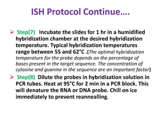 ISH Protocol Continue…. 
 Step(7) Incubate the slides for 1 hr in a humidified 
hybridization chamber at the desired hybridization 
temperature. Typical hybridization temperatures 
range between 55 and 62°C .(The optimal hybridization 
temperature for the probe depends on the percentage of 
bases present in the target sequence. The concentration of 
cytosine and guanine in the sequence are an important factor) 
 Step(8) Dilute the probes in hybridization solution in 
PCR tubes. Heat at 95°C for 2 min in a PCR block. This 
will denature the RNA or DNA probe. Chill on ice 
immediately to prevent reannealling. 
 