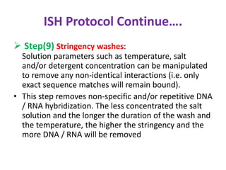 ISH Protocol Continue…. 
 Step(9) Stringency washes: 
Solution parameters such as temperature, salt 
and/or detergent concentration can be manipulated 
to remove any non-identical interactions (i.e. only 
exact sequence matches will remain bound). 
• This step removes non-specific and/or repetitive DNA 
/ RNA hybridization. The less concentrated the salt 
solution and the longer the duration of the wash and 
the temperature, the higher the stringency and the 
more DNA / RNA will be removed 
 