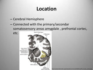 LocationCerebral HemisphereConnected with the primary/secondar somatosensory areas amygdale , prefrontal cortec, etc.http://upload.wikimedia.org/wikipedia/commons/6/60/Gray743_insular_cortex.png