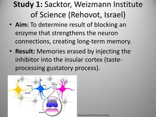 Study 1: Sacktor, Weizmann Institute of Science (Rehovot, Israel)Aim: To determine result of blocking an enzyme that strengthens the neuron connections, creating long-term memory.Result: Memories erased by injecting the inhibitor into the insular cortex (taste-processing gustatory process).http://www.ethikpartei.ch/neuron2.jpg