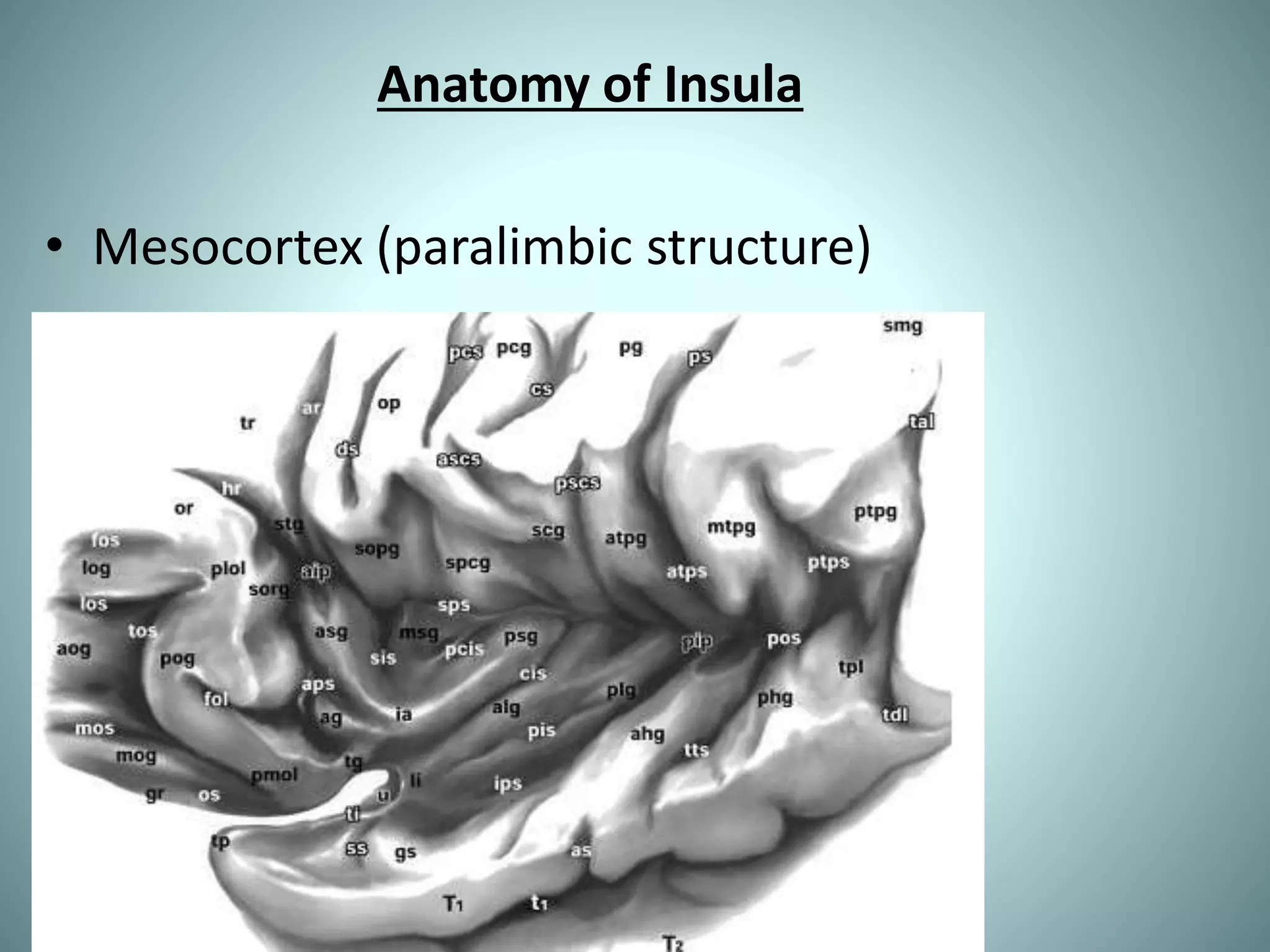 Anatomy of Insula
• Mesocortex (paralimbic structure)
 