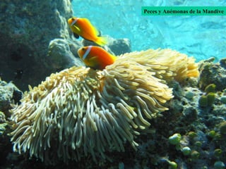 Peces y Anémonas de la Mandive 