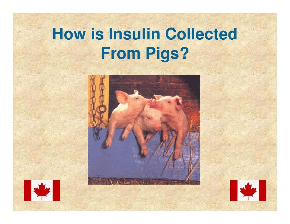 How do they harvest insulin from pigs?