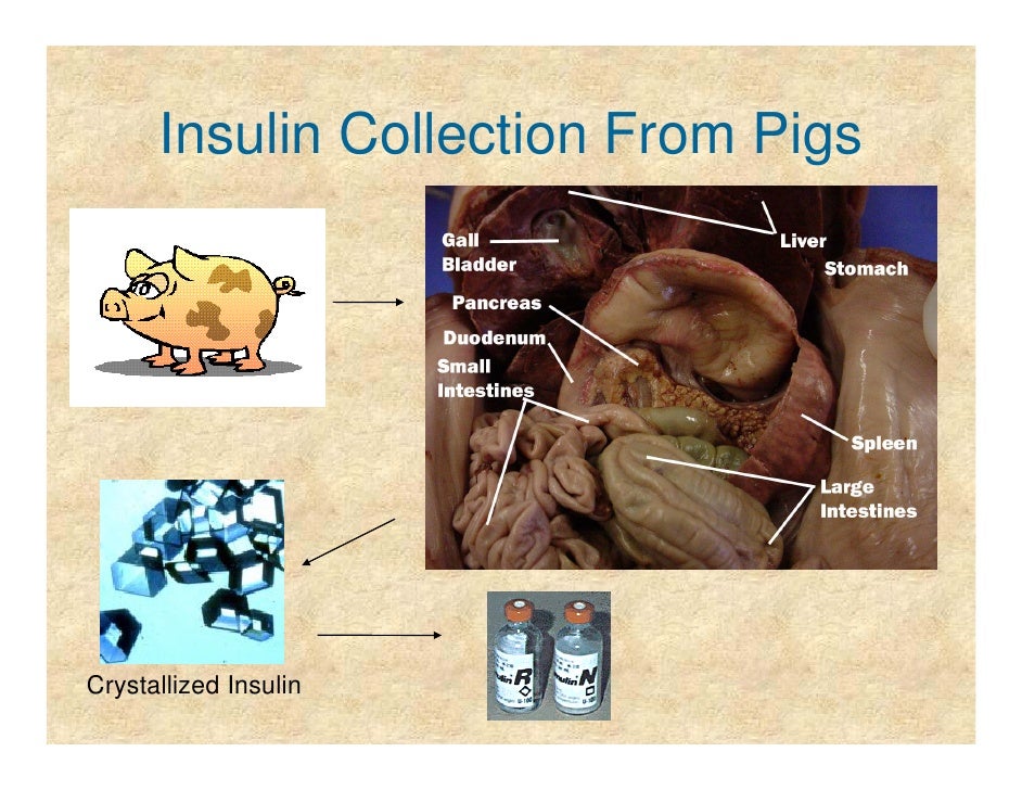 How do they harvest insulin from pigs?