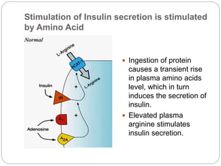 Stimulation of Insulin secretion is stimulated 
by Amino Acid 
 Ingestion of protein 
causes a transient rise 
in plasma amino acids 
level, which in turn 
induces the secretion of 
insulin. 
 Elevated plasma 
arginine stimulates 
insulin secretion. 
 