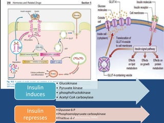 • Glucokinase
• Pyruvate kinase
• phosphofructokinase
• Acetyl CoA carboxylase
Insulin
induces
•Glyucose-6-P
•Phosphoenolpyruvate carboxykinase
•Fructose-6-P
Insulin
represses Dept Of Biochemistry, FMMC
 