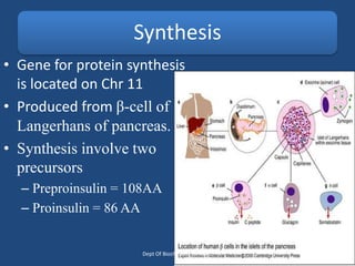 Synthesis
• Gene for protein synthesis
is located on Chr 11
• Produced from β-cell of
Langerhans of pancreas.
• Synthesis involve two
precursors
– Preproinsulin = 108AA
– Proinsulin = 86 AA
Dept Of Biochemistry, FMMC
 