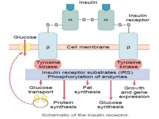 Insulin and its Uses | PPTX