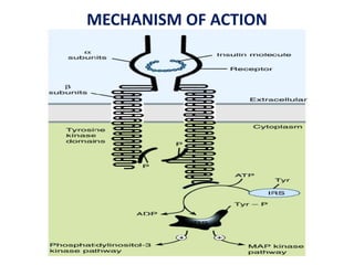MECHANISM OF ACTION
 