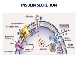 INSULIN SECRETION
 