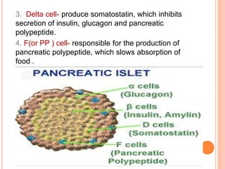 3. Delta cell- produce somatostatin, which inhibits
secretion of insulin, glucagon and pancreatic
polypeptide.
4. F(or PP ) cell- responsible for the production of
pancreatic polypeptide, which slows absorption of
food .
 