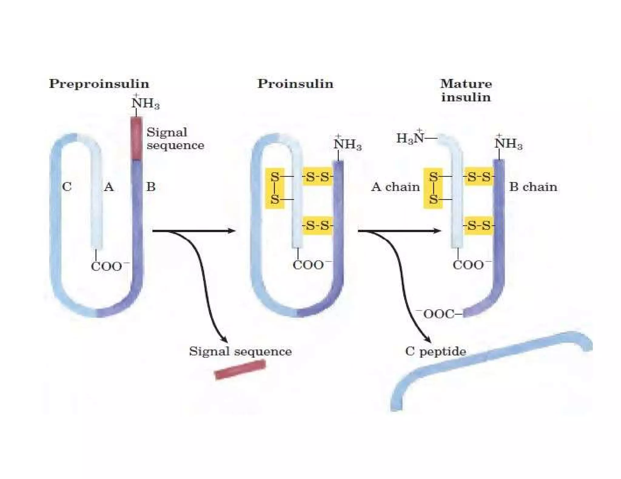 Insulin | Discovery of Insulin | Structure of insulin | Biosynthesis of Insulin | Regulation of Insulin | Mechanism of action of insulin