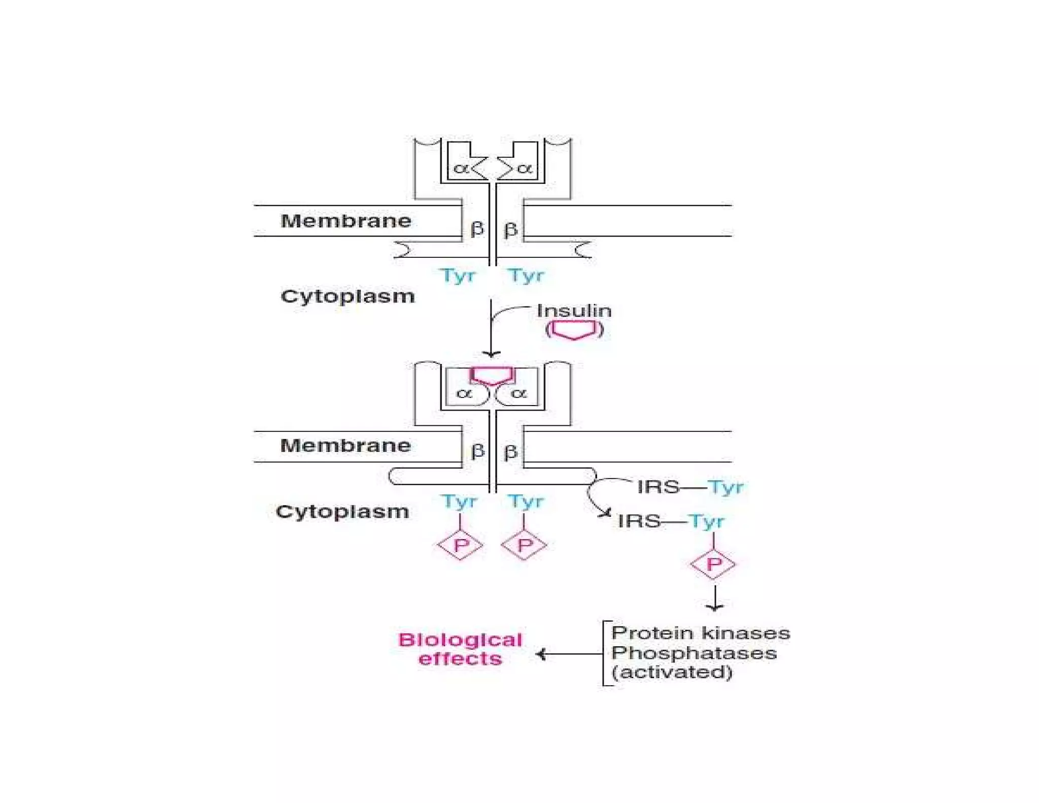 Insulin | Discovery of Insulin | Structure of insulin | Biosynthesis of Insulin | Regulation of Insulin | Mechanism of action of insulin